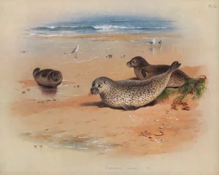 Common Seal